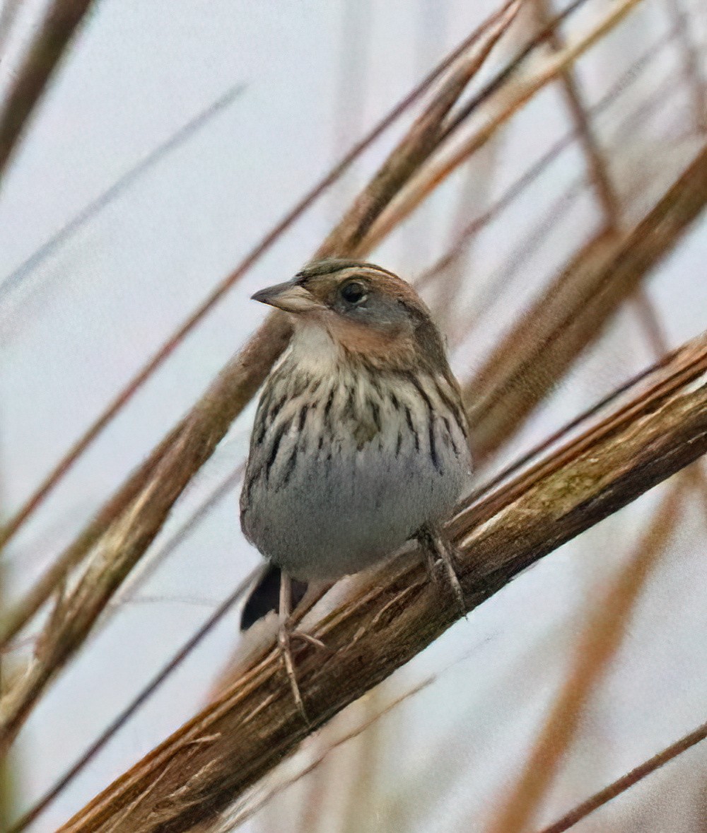 Saltmarsh Sparrow - ML510991391