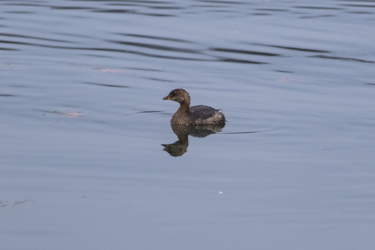 Pied-billed Grebe - ML510994391