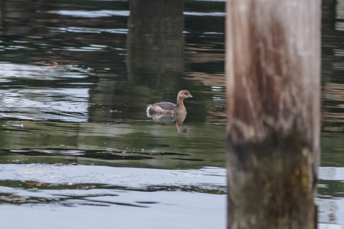 Pied-billed Grebe - ML510994441