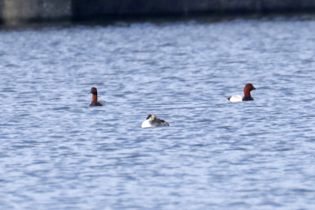 Common Pochard - ML510996921