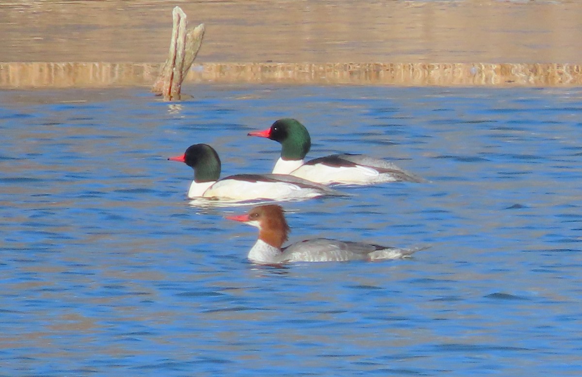 Common Merganser - David Smith