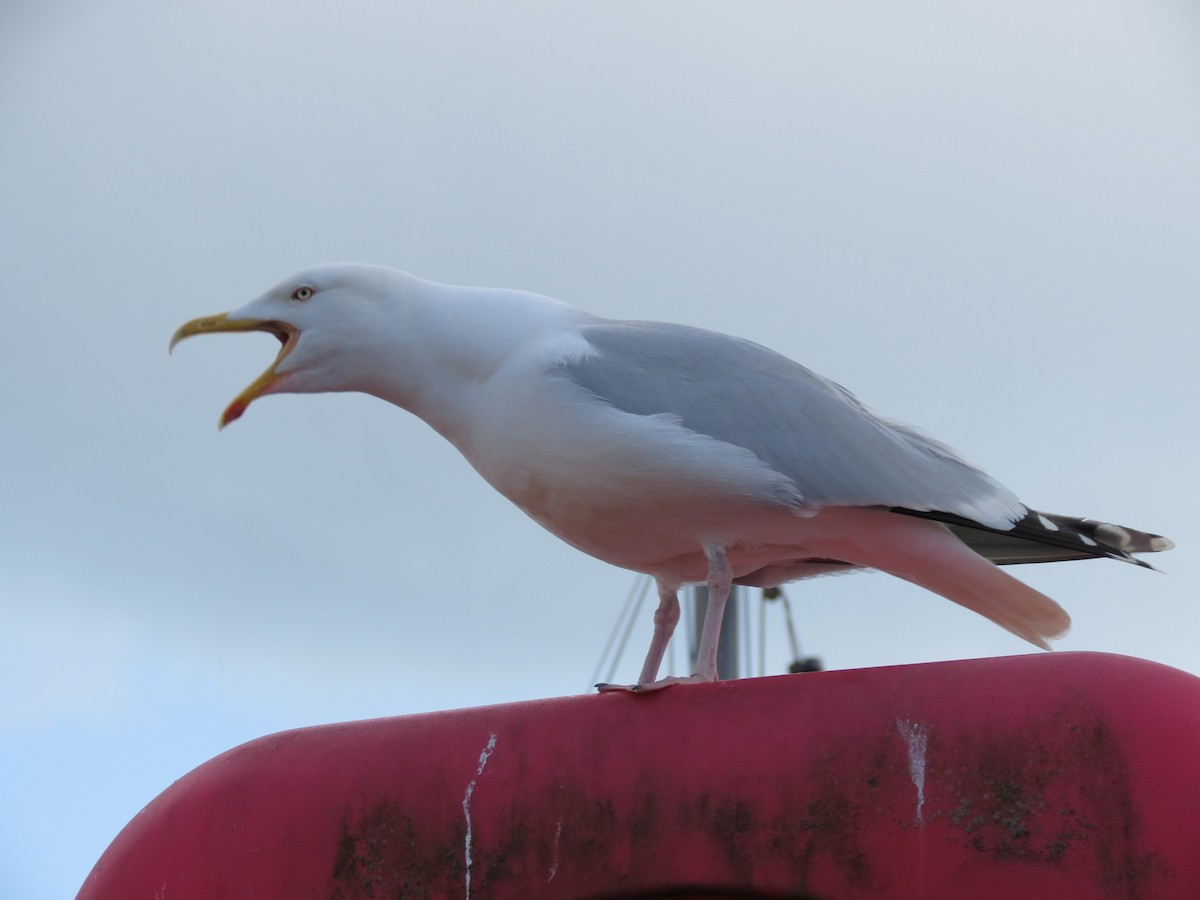 European Herring Gull - ML511003041