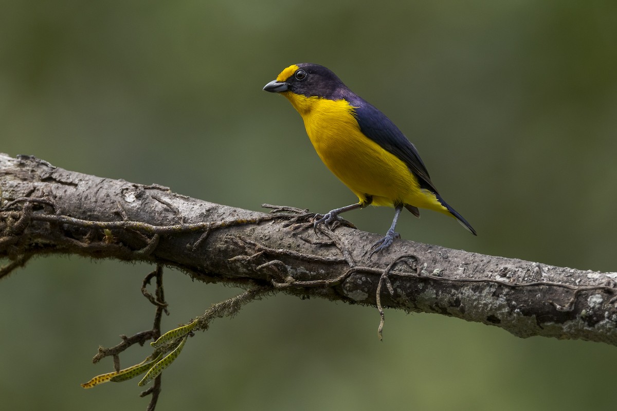 Violaceous Euphonia - ML511003241