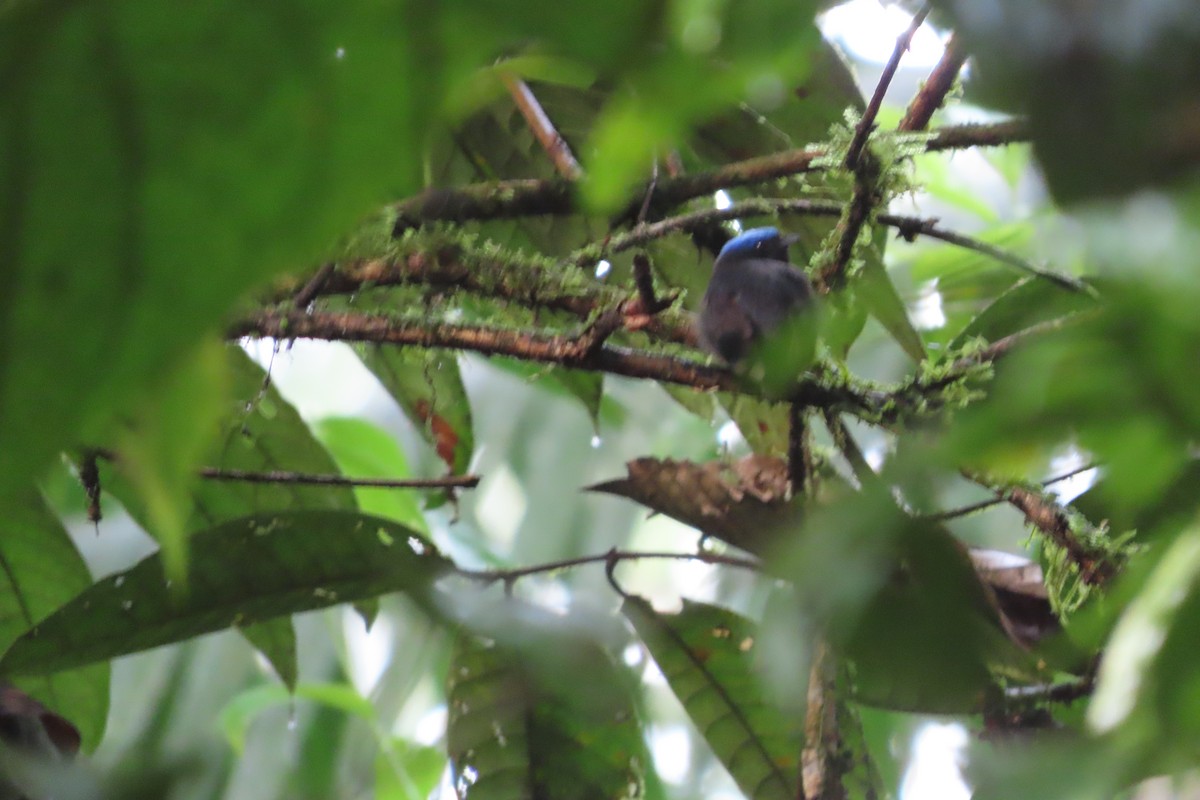 Blue-capped Manakin (Blue-capped) - David Brinkman