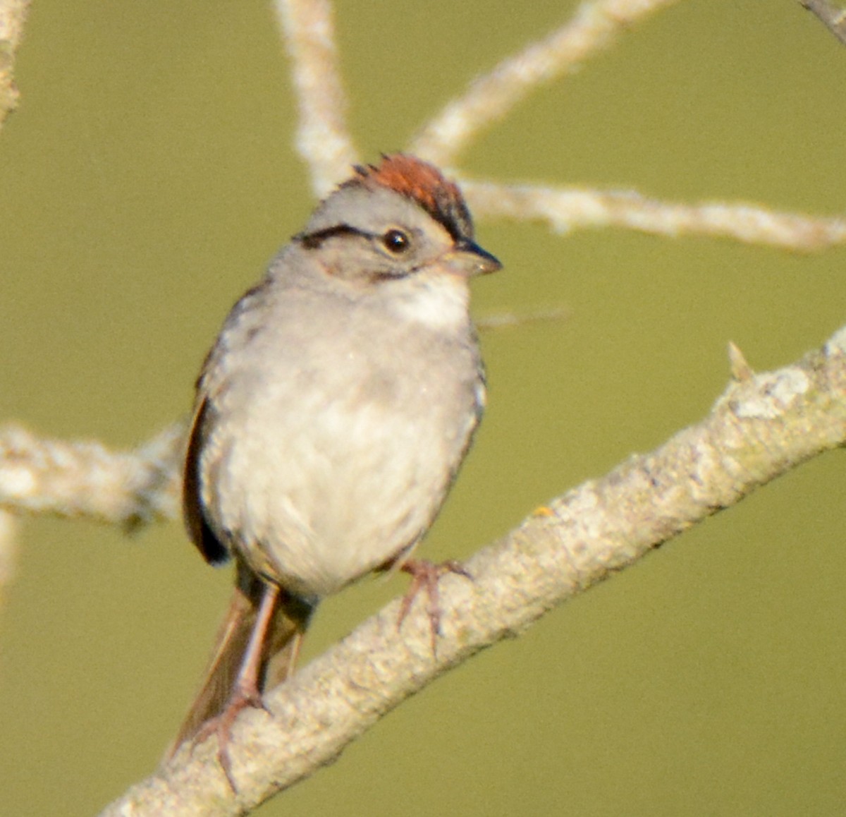 Swamp Sparrow - ML511005331