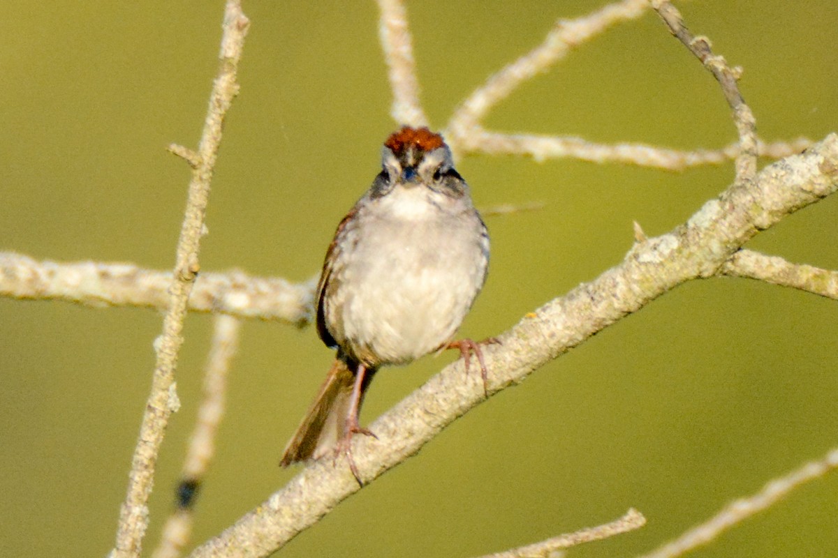 Swamp Sparrow - ML511005341