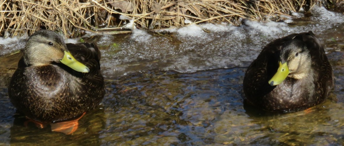 American Black Duck - ML51100601