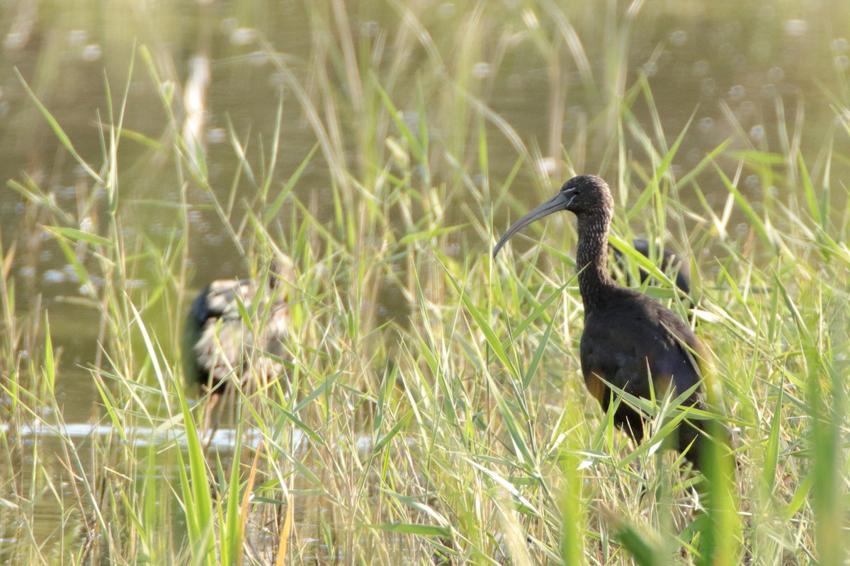 Glossy Ibis - ML511006171