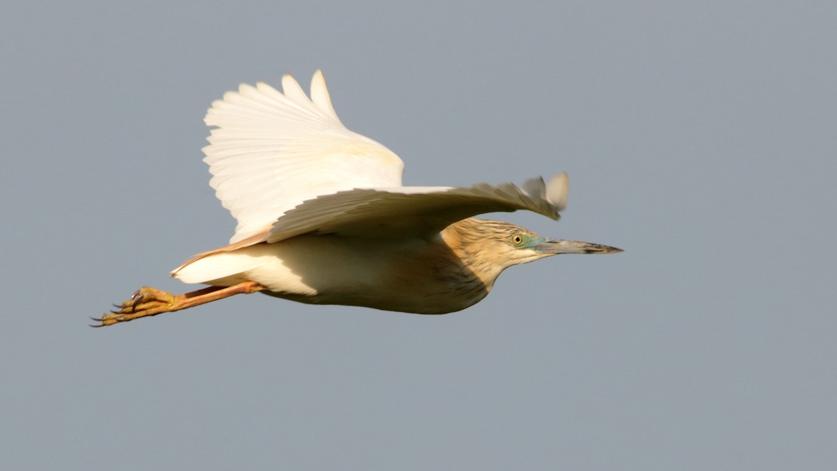 Squacco Heron - ML511006211