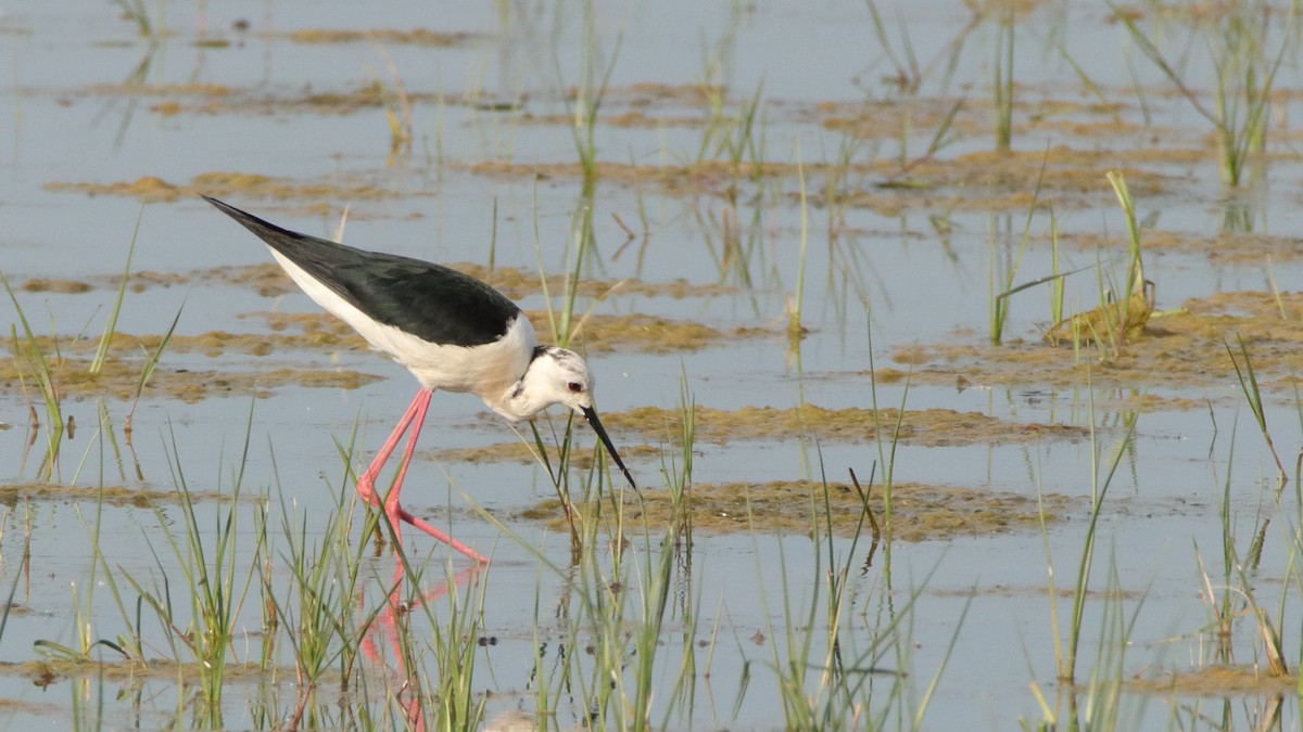 Black-winged Stilt - ML511006391