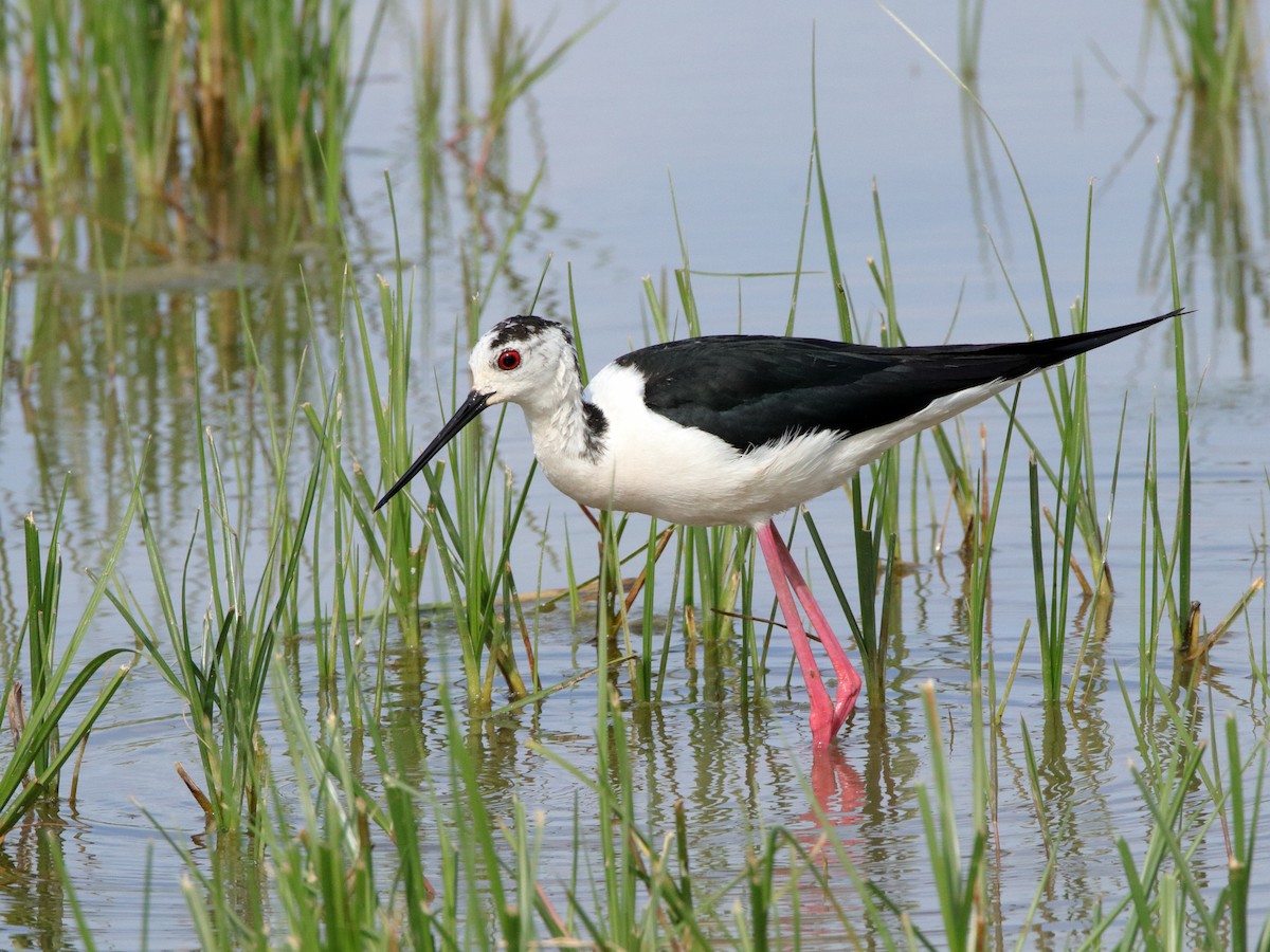 Stelzenläufer - ML511006401