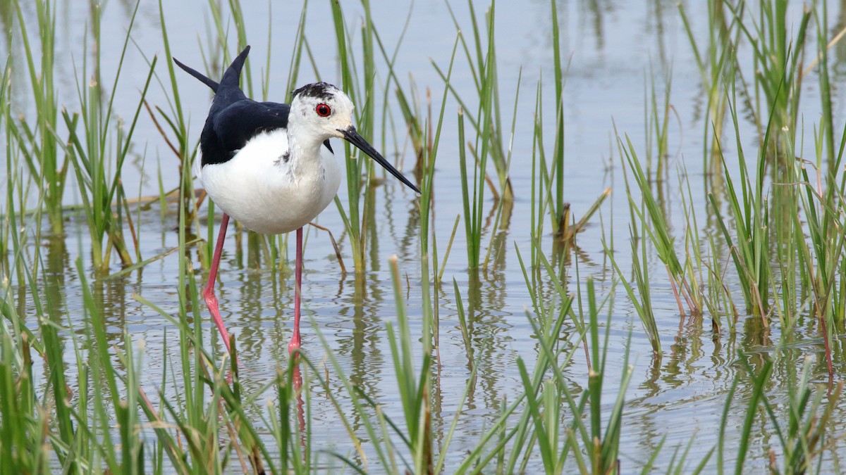 Black-winged Stilt - ML511006411