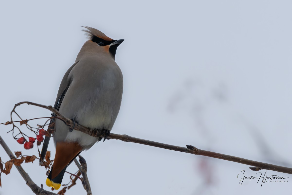 Bohemian Waxwing - ML511007361