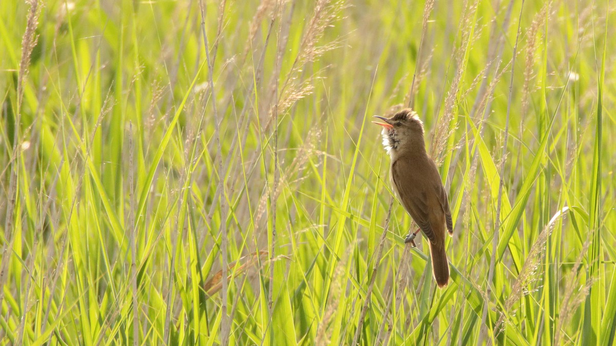 Great Reed Warbler - ML511007381