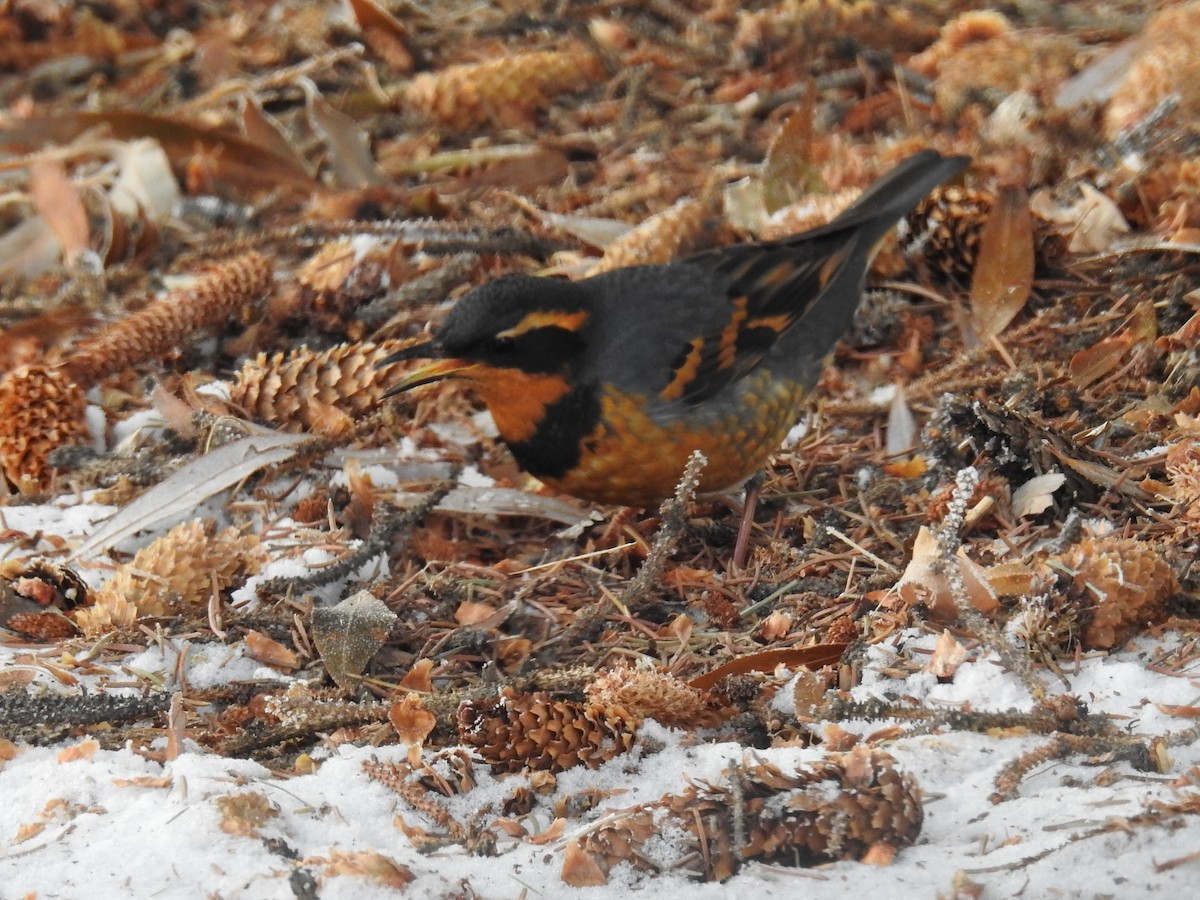 Varied Thrush - ML511008221