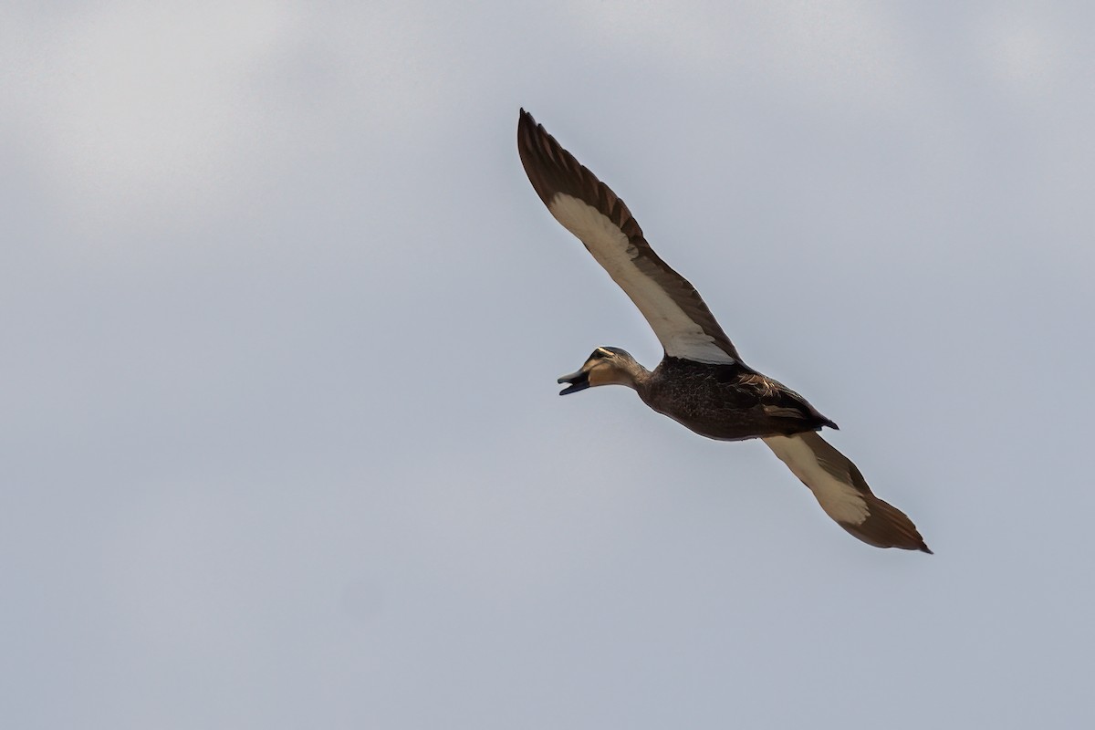 Pacific Black Duck - ML511010551