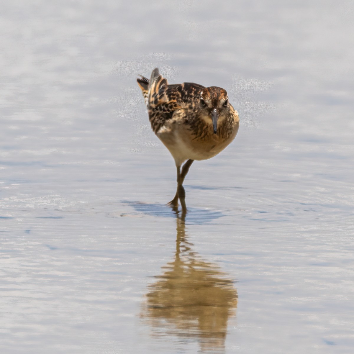 Sharp-tailed Sandpiper - ML511010891