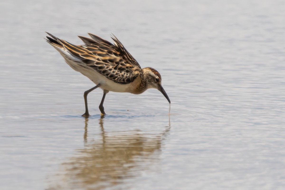 Sharp-tailed Sandpiper - ML511010901