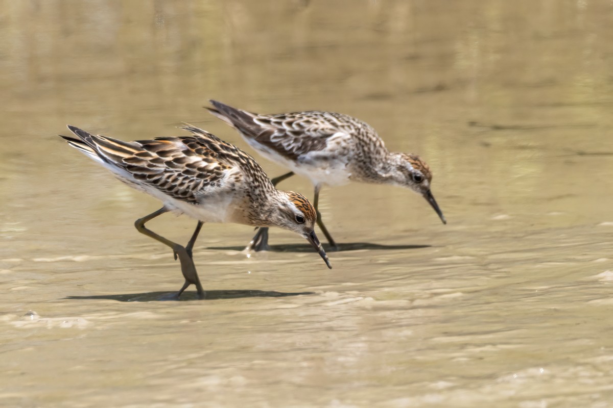 Sharp-tailed Sandpiper - ML511010911