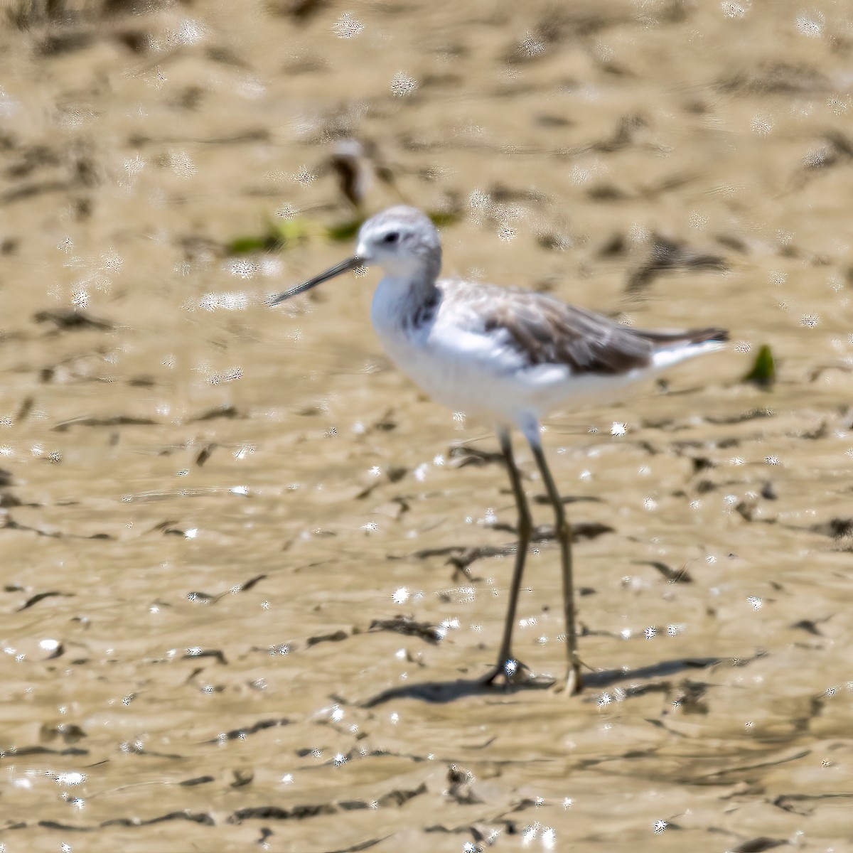 Marsh Sandpiper - ML511010981