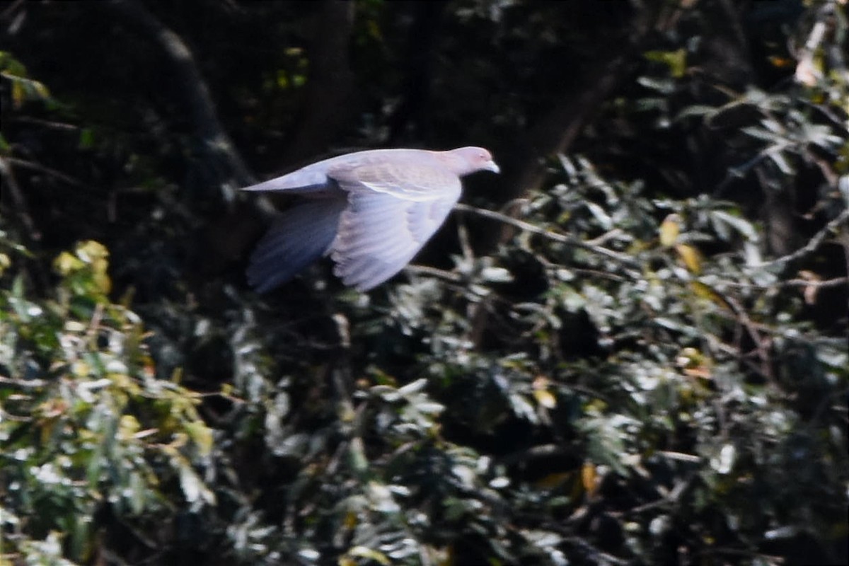 Picazuro Pigeon - ML511011611