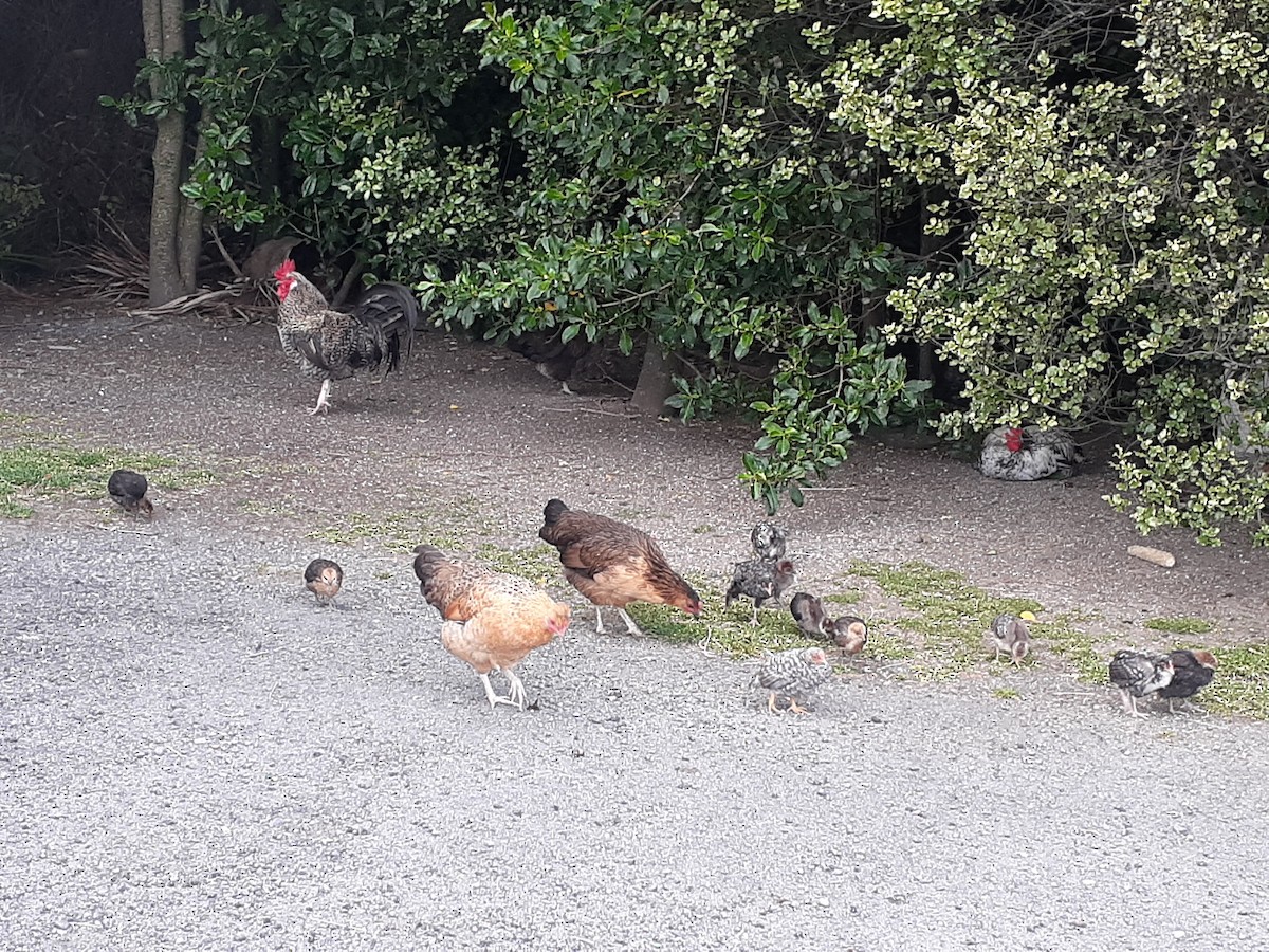 Red Junglefowl (Domestic type) - ML511013411