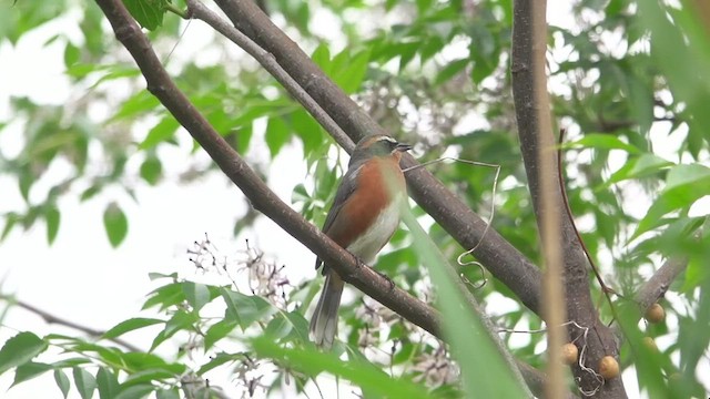 Black-and-rufous Warbling Finch - ML511014181