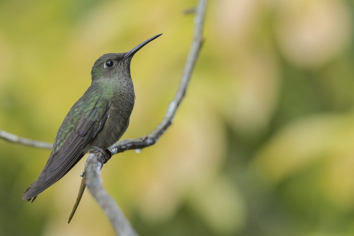 Sombre Hummingbird - Thelma Gátuzzô