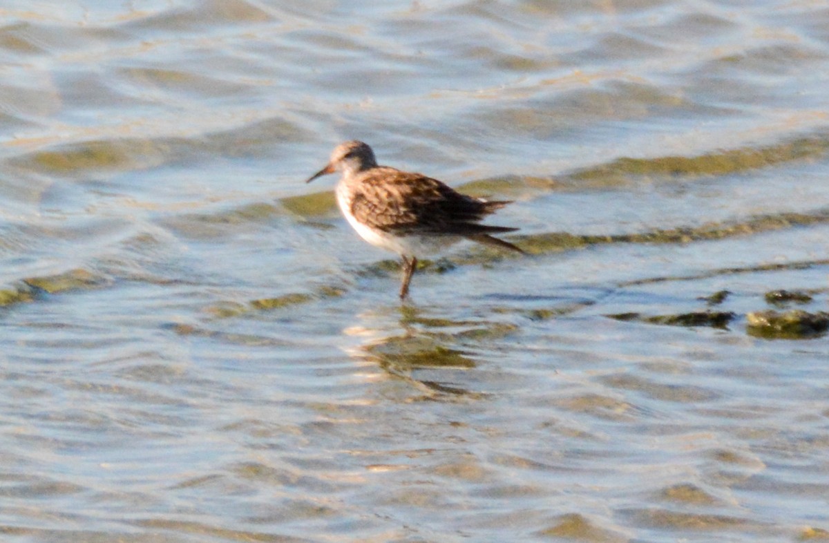 White-rumped Sandpiper - ML511017001