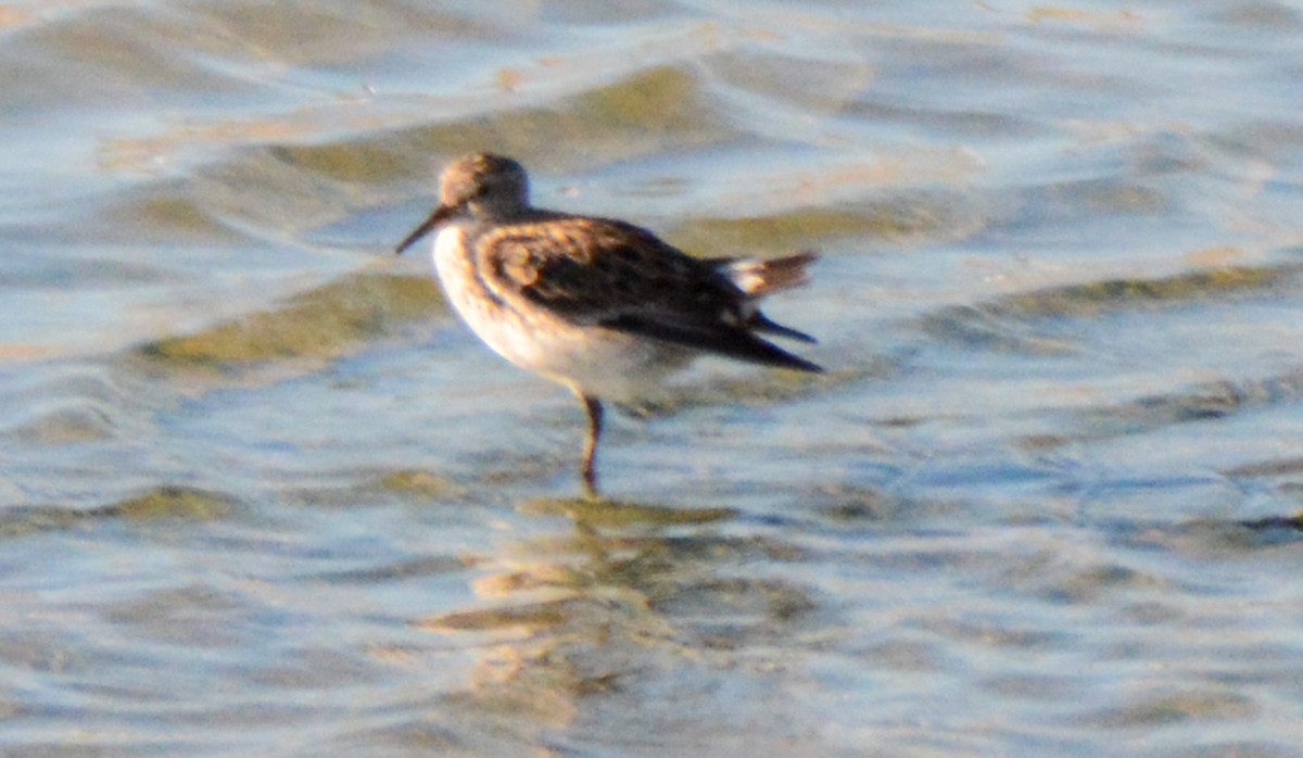 White-rumped Sandpiper - ML511017021