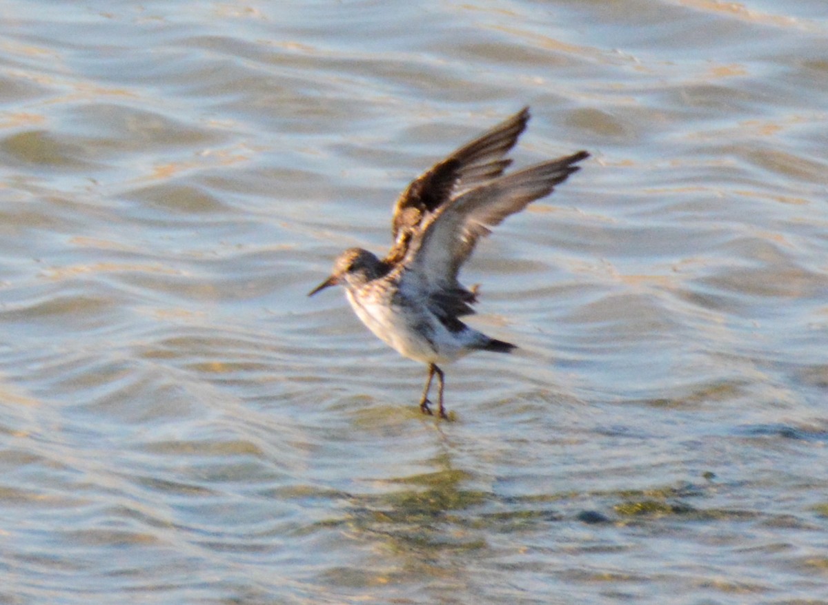 White-rumped Sandpiper - ML511017031