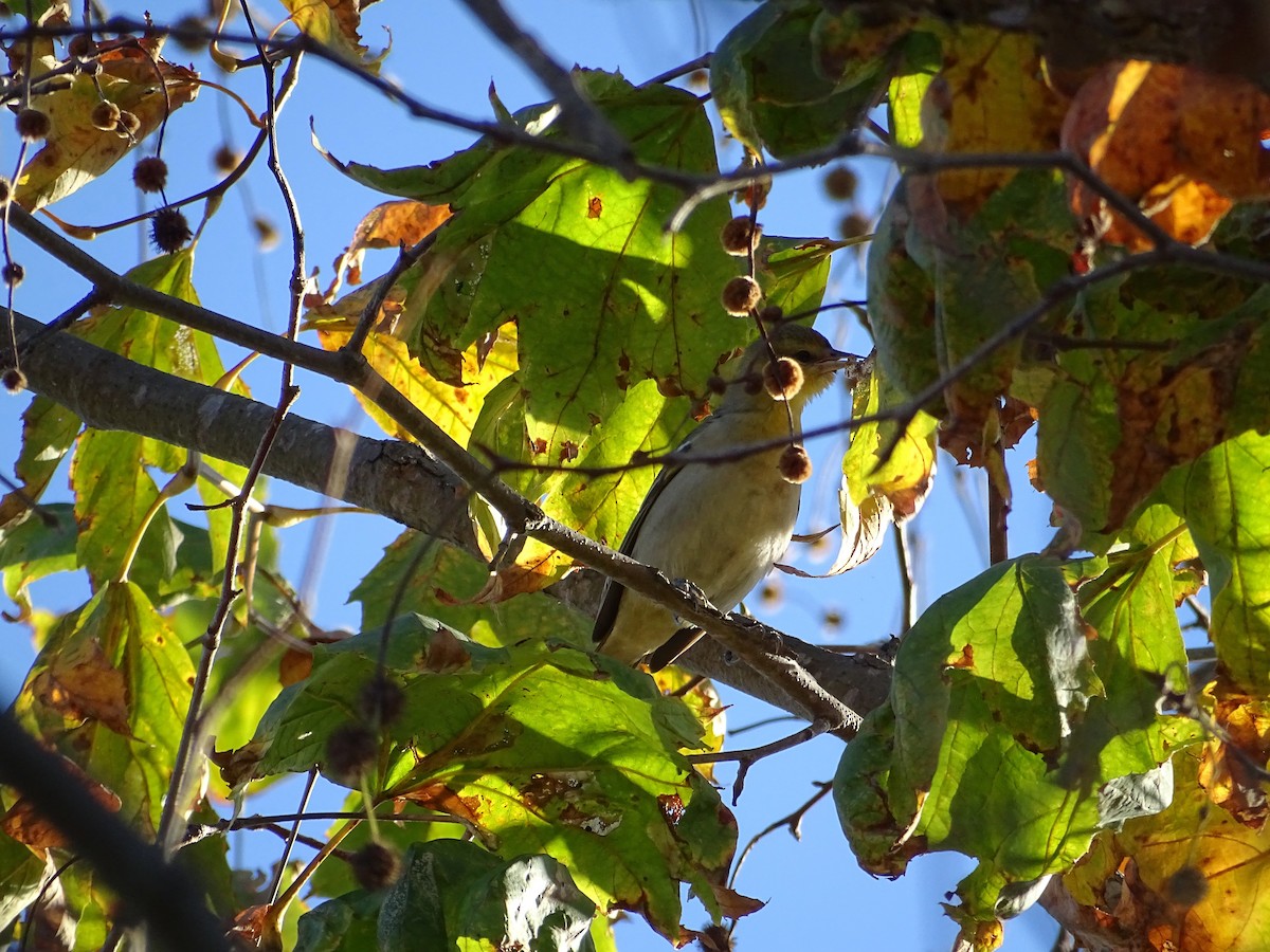 Bullock's Oriole - ML511017091