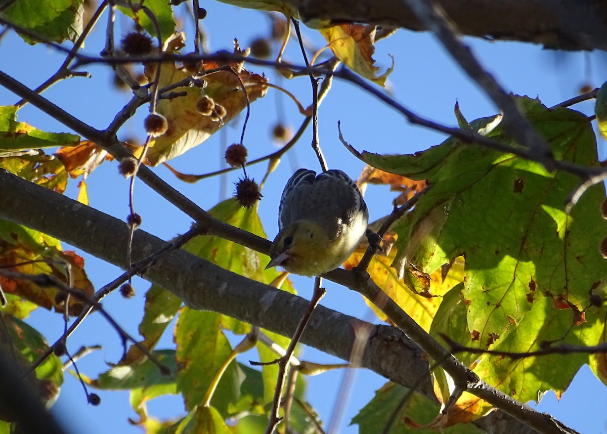 Bullock's Oriole - ML511017101