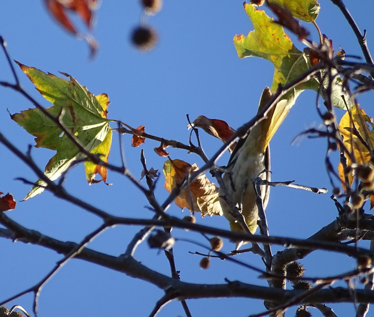 Bullock's Oriole - ML511017111