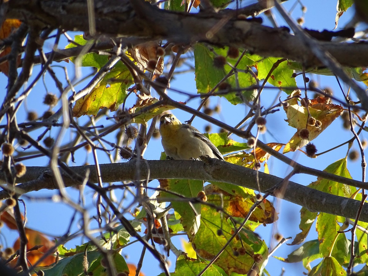 Bullock's Oriole - ML511017181