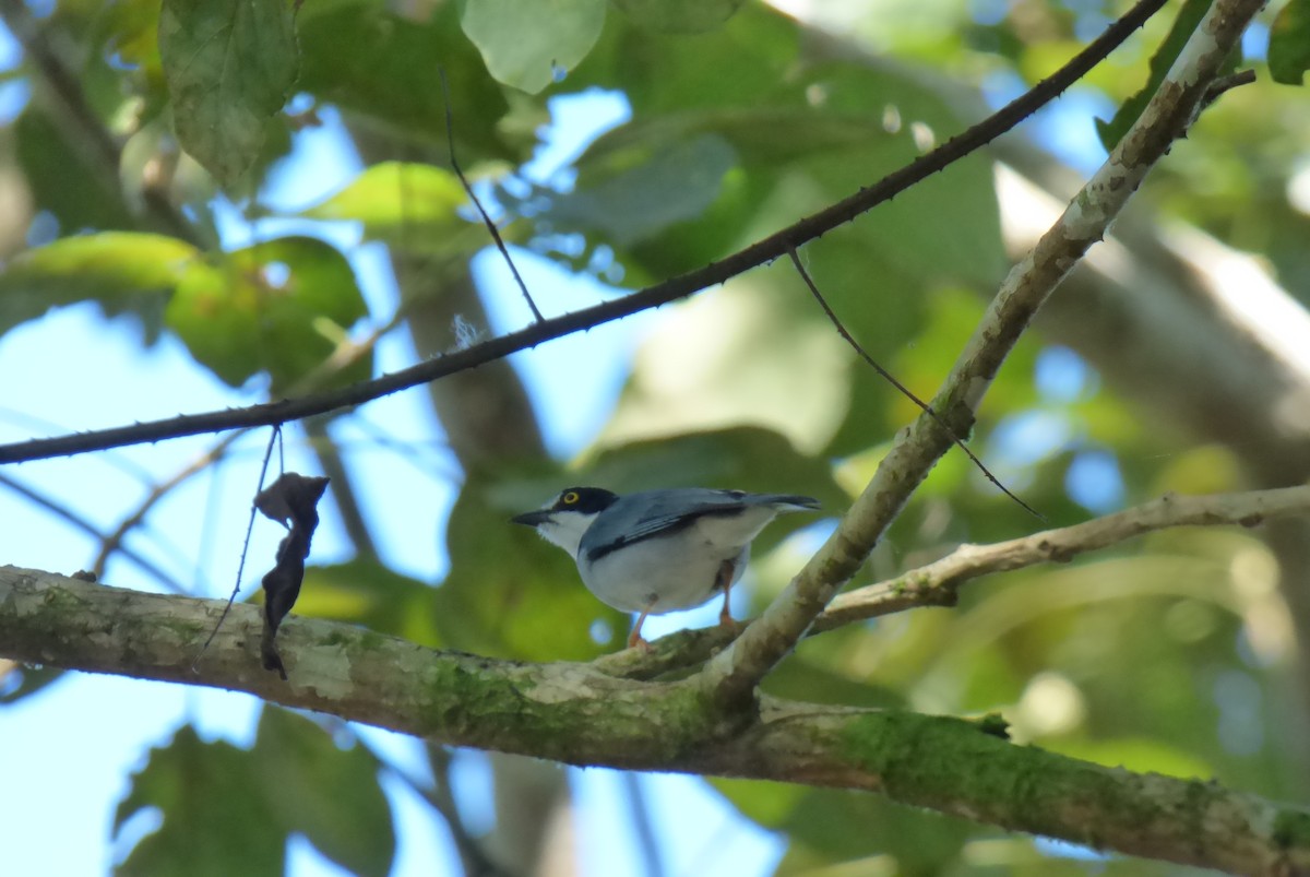 Hooded Tanager - ML511017561