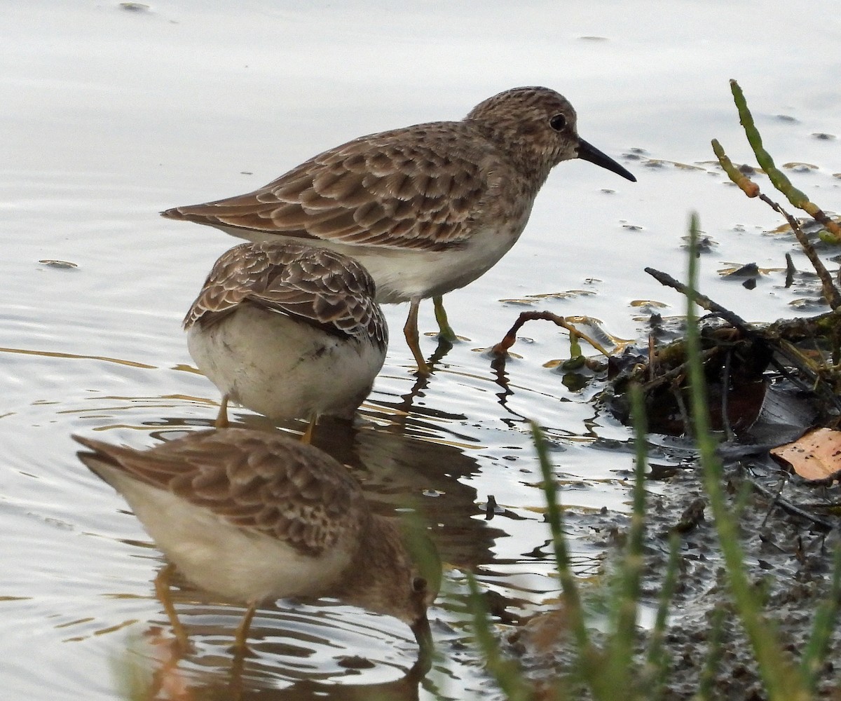 Least Sandpiper - ML511017771