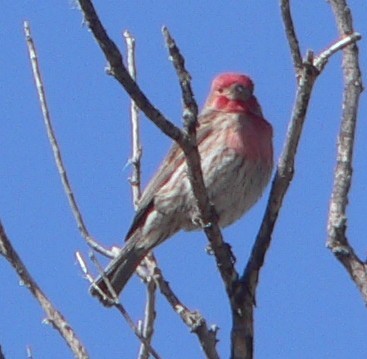 House Finch - William Flack