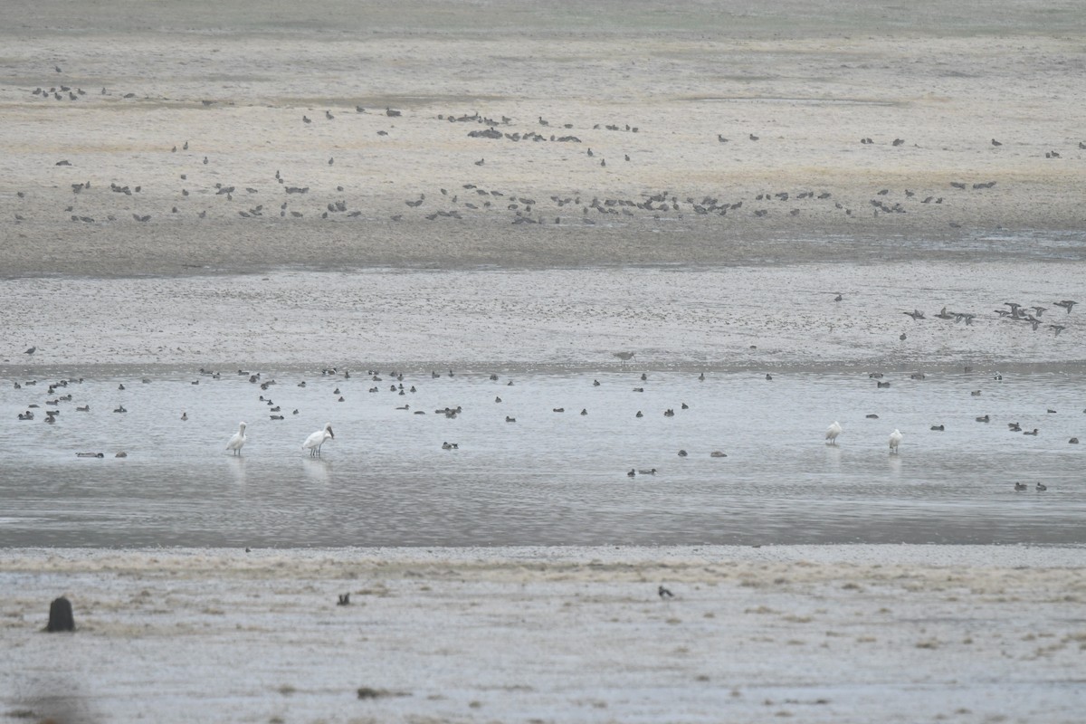 ヘラサギ - ML511018221