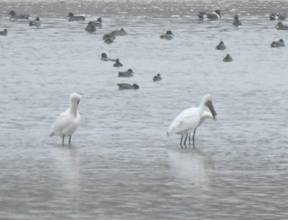 ヘラサギ - ML511018271