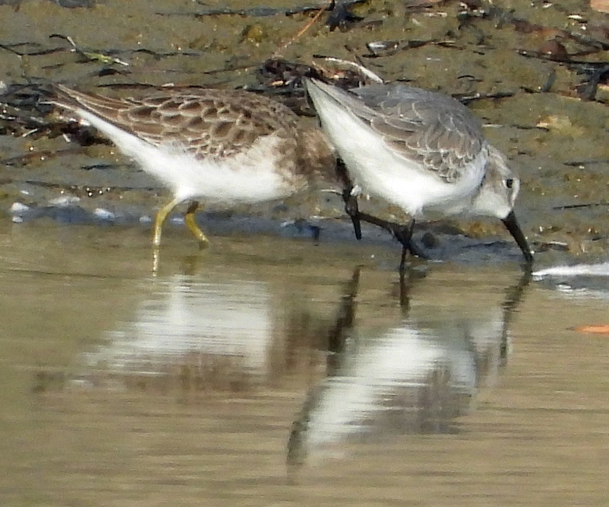 Western Sandpiper - ML511018511