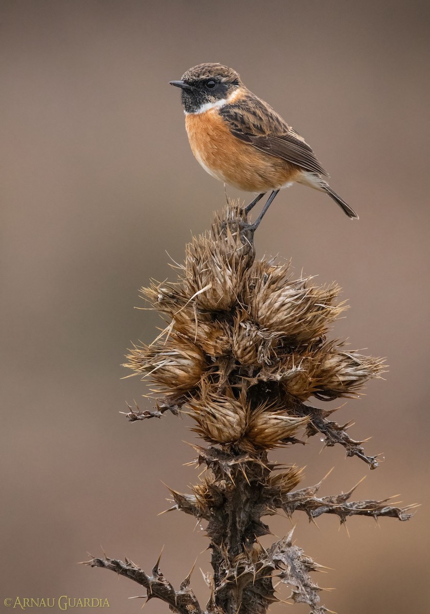 European Stonechat - ML511018641