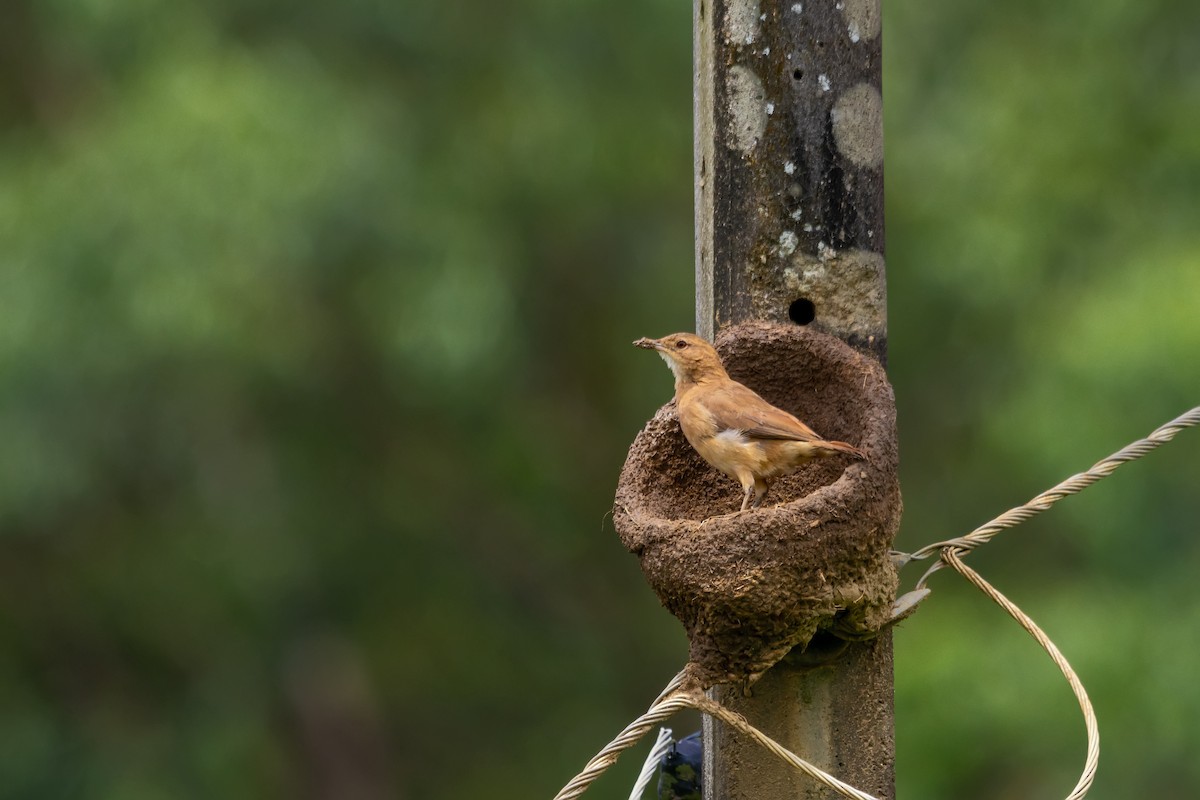 Rufous Hornero - ML511018701