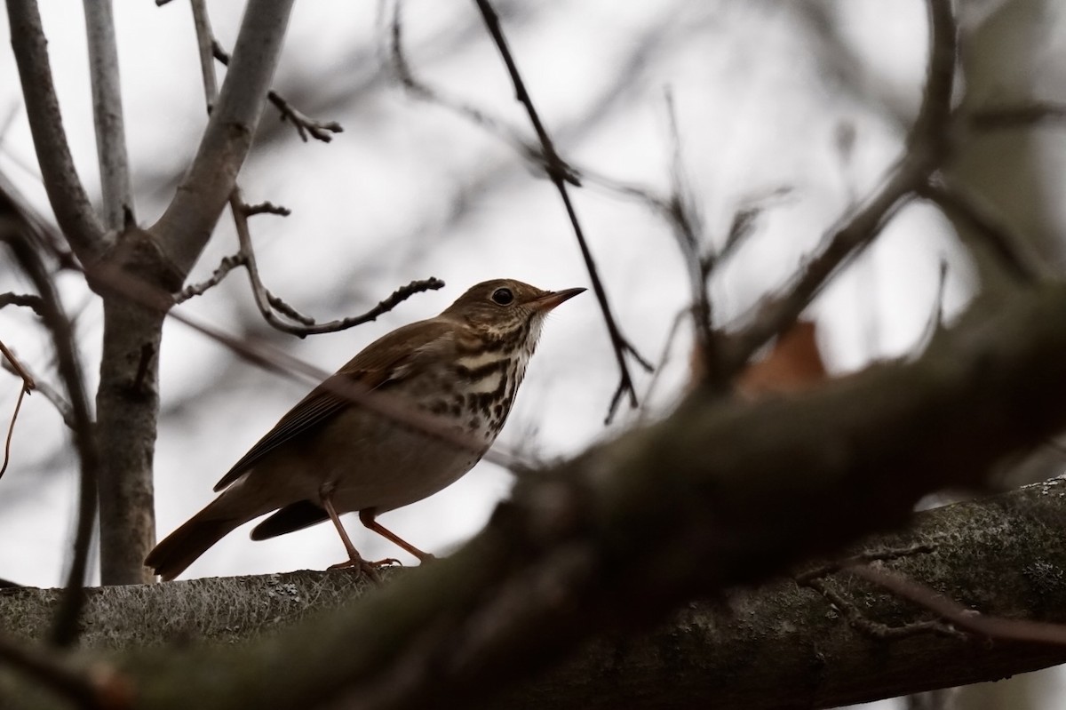 Hermit Thrush - ML511018941