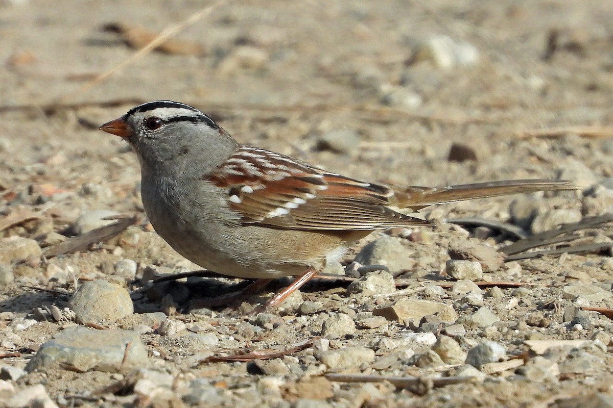 Bruant à couronne blanche - ML511019111