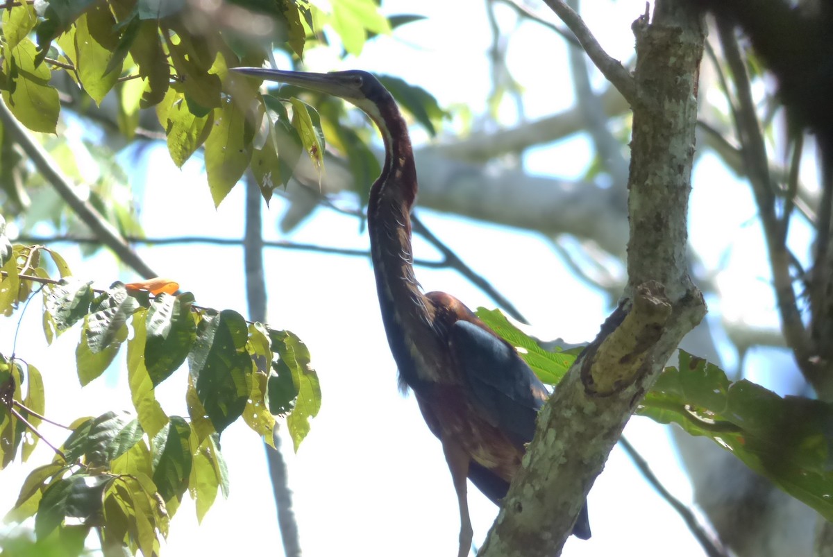 Agami Heron - ML511019871