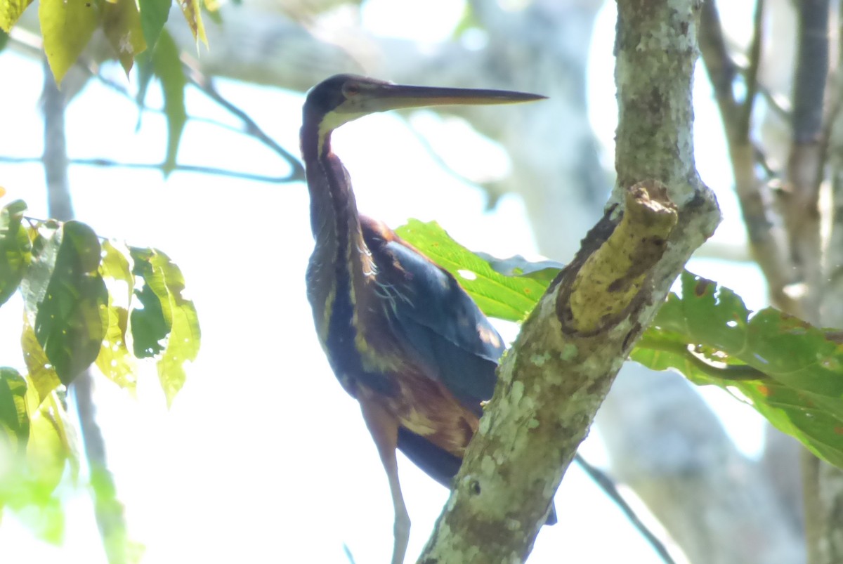 Agami Heron - ML511019891