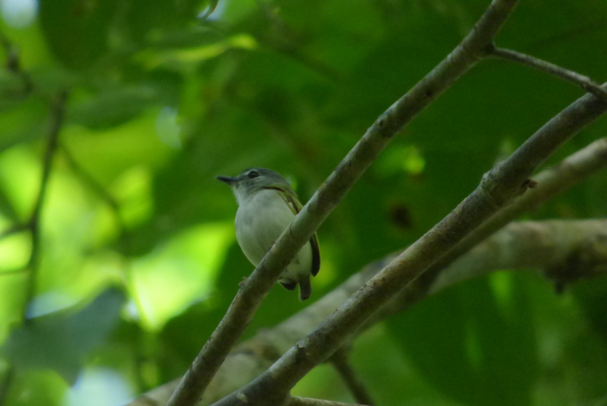 Short-tailed Pygmy-Tyrant - ML511020041
