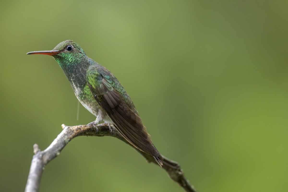Glittering-throated Emerald - ML511020341