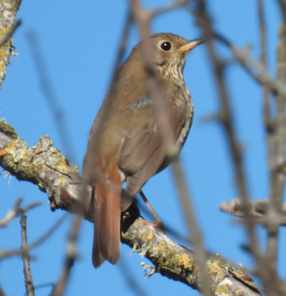 Hermit Thrush - Bill Cone